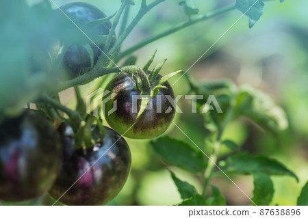 Tomatoes on tomato plant at home in the morning light. Fresh purple heirloom tomato plant Tomatoes on tomato plant at home in the morning light. Fresh purple heirloom tomato plant 87638896