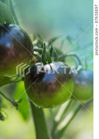 Tomatoes on tomato plant at home in the morning light. Fresh Indigo Rose tomato plant Tomatoes on tomato plant at home in the morning light. Fresh Indigo Rose tomato plant 87638897