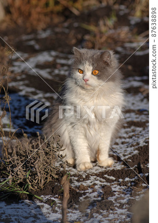Cat first sees winter. Cat playing in the snow 87638898