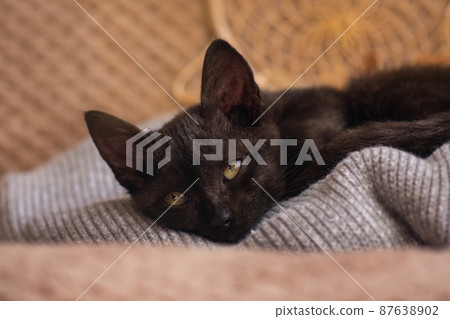 Kitten sleeps in his cozy soft blanket on a carpet. Little kitten sleeps on its back on soft bed. 87638902
