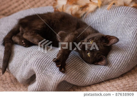Beautiful kitten relaxing on warm sweater. Cat is sleeping in the bed. 87638909
