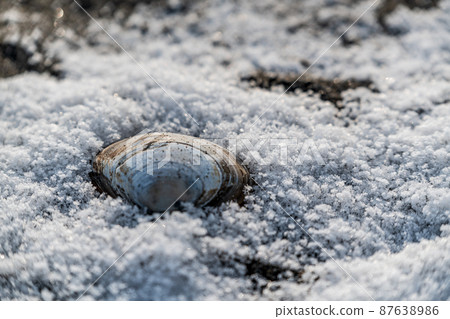 北海道東橫町海岸的貝類 北海道東橫町海岸的貝類 87638986