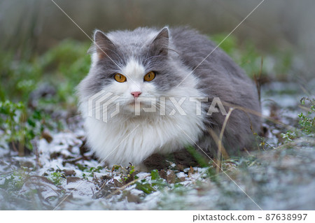Cat first sees snow in the winter. Cute kitten sitting near snowy Christmas tree 87638997