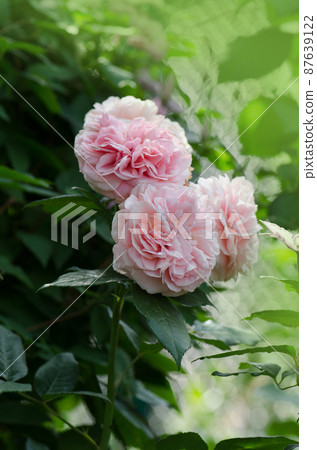 Bush of pink roses. Pink flowers in garden. Bush of pink roses. Pink flowers in garden. 87639122