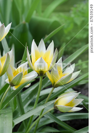 Tulipa Tarda growing in garden Tulipa Tarda growing in garden 87639149