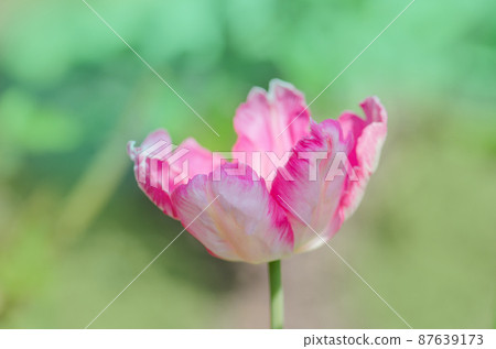 Pink Parrot tulip in flowerbed 87639173