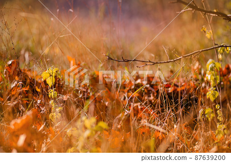 Botanical floral autumn backdrop. Autumn mix leaves 87639200