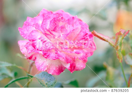 Pink rose in the garden 87639205