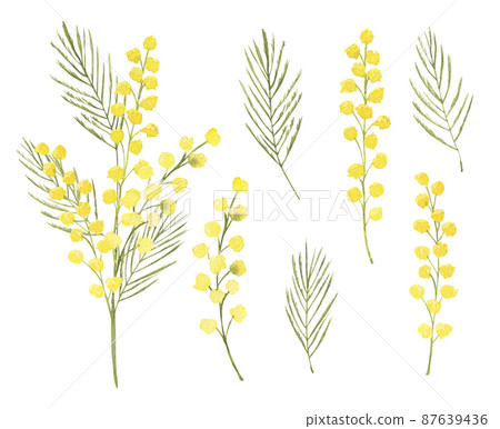 Watercolor illustration yellow mimosa branch. Set of isolated objects. For background, Greeting, invitation wedding, birthday card, textile, wallpaper, wrapping paper. 87639436