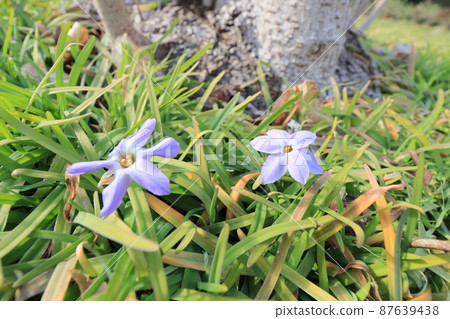 Hananira Hananilla flower dwarf flower Hananira Hananilla flower dwarf flower 87639438