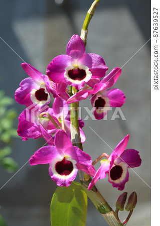 Dendrobium 87639527