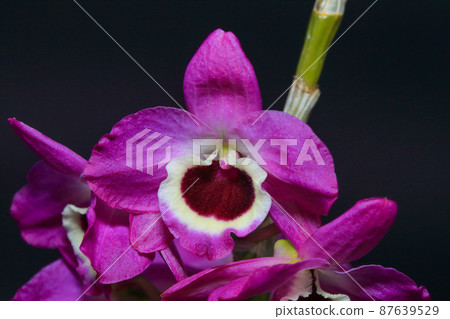 Dendrobium 87639529