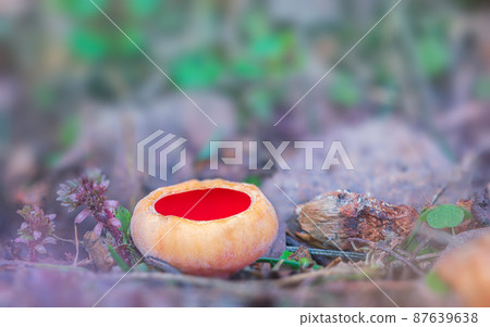 Sarcoscypha austriaca - a saprobic rare nonedible fungus known as the scarlet elfcup. Beige mushroom cups scarlet inside growing on a fallen tree branch between rotten leaves. Early spring in woods. 87639638
