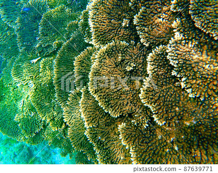 Coral from Wakayama, Kushimoto and Tako 87639771