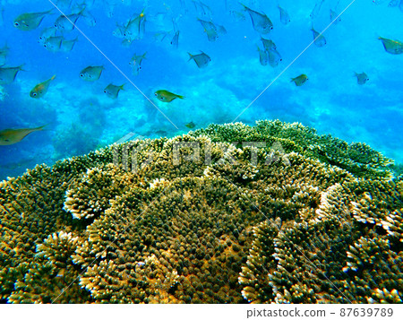 和歌山、串本、多古的珊瑚 87639789
