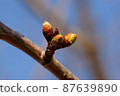 Yoshino cherry buds that will bloom in about 20 days 87639890