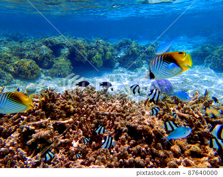 Butterflyfish on Saipan of Jean Beach Butterflyfish on Saipan of Jean Beach 87640000