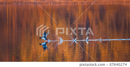 A male Common Goldeneye cruises the pond at evening A male Common Goldeneye cruises the pond at evening 87640274