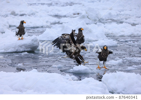 Steller's sea eagle chicks in See You Later (in Rausu, Hokkaido) 87640341