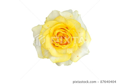 Single yellow rose isolated on the white background Single yellow rose isolated on the white background 87640404