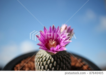 Cactus Elaborate Turbinicarpus Rose Maru Cactus Elaborate Turbinicarpus Rose Maru 87640405
