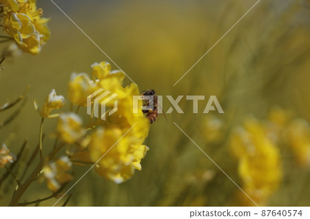 Bees with rape blossoms and pollen dumplings Bees with rape blossoms and pollen dumplings 87640574