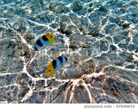 Underwater scenery of Saipan of Jean beach Underwater scenery of Saipan of Jean beach 87640658