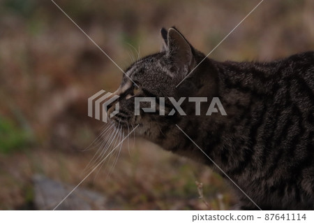 貓瞄準獵物 貓瞄準獵物 87641114