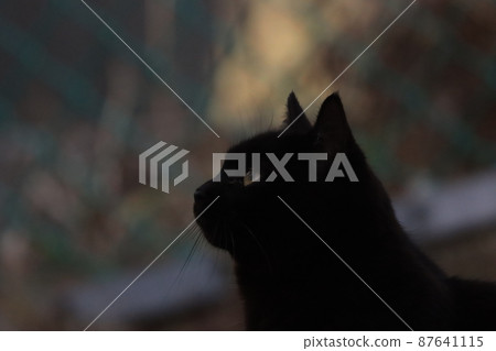 貓瞄準獵物 貓瞄準獵物 87641115