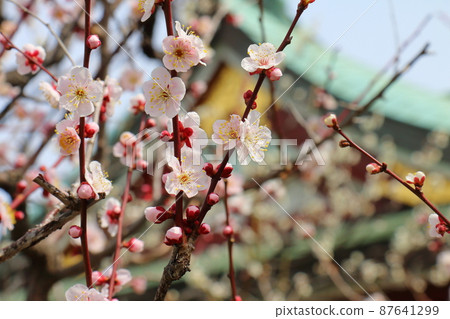 Yushima Tenjin Shrine Ume Ume Matsuri Yushima Tenmangu Yushima Shrine, commonly known as Yushima Tenjin, Yushima, Bunkyo-ku, Tokyo Yushima Tenjin Shrine Ume Ume Matsuri Yushima Tenmangu Yushima Shrine, commonly known as Yushima Tenjin, Yushima, Bunkyo-ku, Tokyo 87641299