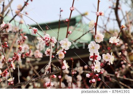 湯島天神社梅梅祭湯島天滿宮湯島神社,俗稱湯島天神,湯島,文京區,東京 湯島天神社梅梅祭湯島天滿宮湯島神社,俗稱湯島天神,湯島,文京區,東京 87641301