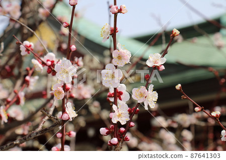 Yushima Tenjin Shrine Ume Ume Matsuri Yushima Tenmangu Yushima Shrine, commonly known as Yushima Tenjin, Yushima, Bunkyo-ku, Tokyo Yushima Tenjin Shrine Ume Ume Matsuri Yushima Tenmangu Yushima Shrine, commonly known as Yushima Tenjin, Yushima, Bunkyo-ku, Tokyo 87641303