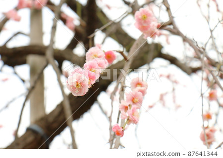 Yushima Tenjin Shrine Ume Ume Matsuri Yushima Tenmangu Yushima Shrine, commonly known as Yushima Tenjin, Yushima, Bunkyo-ku, Tokyo Yushima Tenjin Shrine Ume Ume Matsuri Yushima Tenmangu Yushima Shrine, commonly known as Yushima Tenjin, Yushima, Bunkyo-ku, Tokyo 87641344