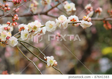 Yushima Tenjin Shrine Ume Ume Matsuri Yushima Tenmangu Yushima Shrine, commonly known as Yushima Tenjin, Yushima, Bunkyo-ku, Tokyo Yushima Tenjin Shrine Ume Ume Matsuri Yushima Tenmangu Yushima Shrine, commonly known as Yushima Tenjin, Yushima, Bunkyo-ku, Tokyo 87641383