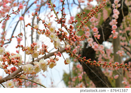 Yushima Tenjin Shrine Ume Ume Matsuri Yushima Tenmangu Yushima Shrine, commonly known as Yushima Tenjin, Yushima, Bunkyo-ku, Tokyo Yushima Tenjin Shrine Ume Ume Matsuri Yushima Tenmangu Yushima Shrine, commonly known as Yushima Tenjin, Yushima, Bunkyo-ku, Tokyo 87641387