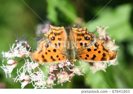 Python butterfly 87641803