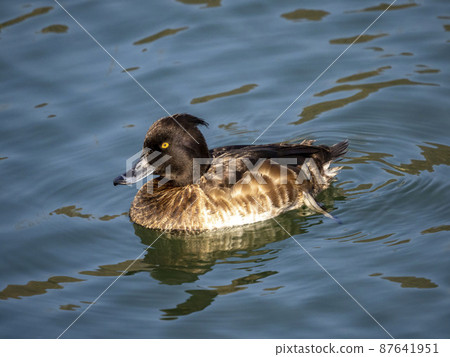 Female tufted duck floating on the water 87641951
