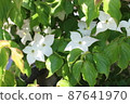 Yamaboshi的花 87641970