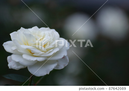 Queen of flowers Queen of flowers 87642089