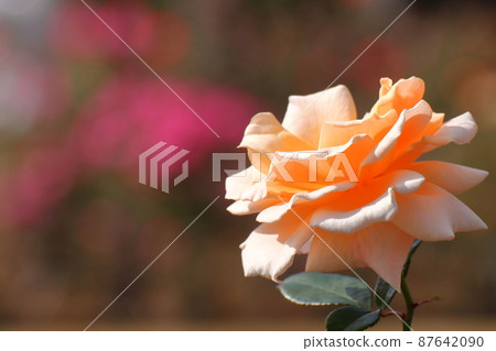 Queen of flowers Queen of flowers 87642090