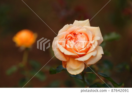 Queen of flowers Queen of flowers 87642091