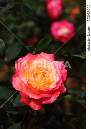 Queen of flowers Queen of flowers 87642092