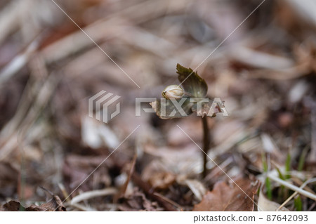 Wild grasses and alpine plants in early spring Wild grasses and alpine plants in early spring 87642093