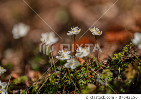 Wild grasses and alpine plants in early spring 87642156