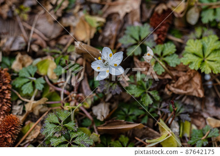 早春的野草和高山植物 87642175