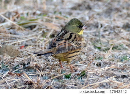 Wild bird Aoji whose population is declining Wild bird Aoji whose population is declining 87642242