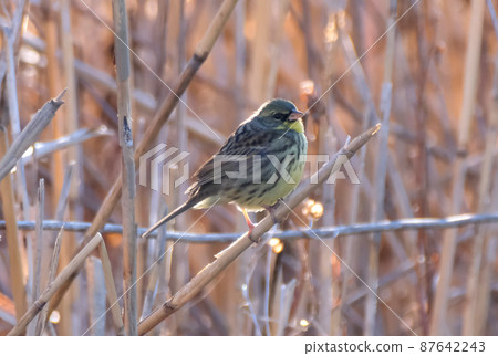 數量正在減少的野生鳥類奧吉 數量正在減少的野生鳥類奧吉 87642243