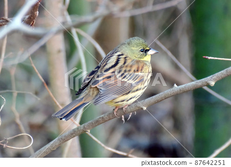Wild bird Aoji whose population is declining Wild bird Aoji whose population is declining 87642251