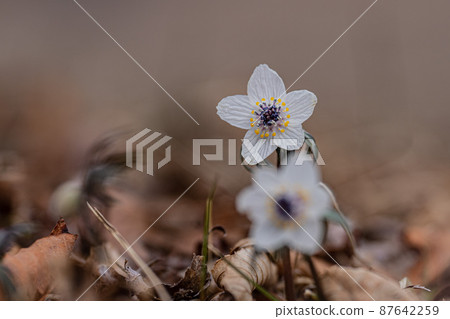 早春的野草和高山植物 87642259