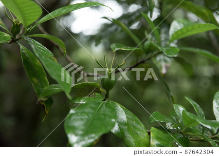 Trees on a rainy day in the Kinsaku Primitive Forest, a World Natural Heritage Site in Amami City, Kagoshima Trees on a rainy day in the Kinsaku Primitive Forest, a World Natural Heritage Site in Amami City, Kagoshima 87642304